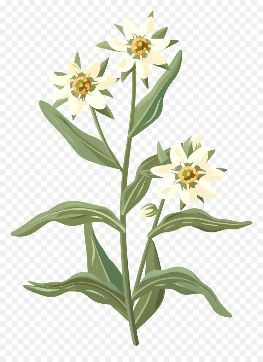 Edelweiss，Flores Blancas PNG