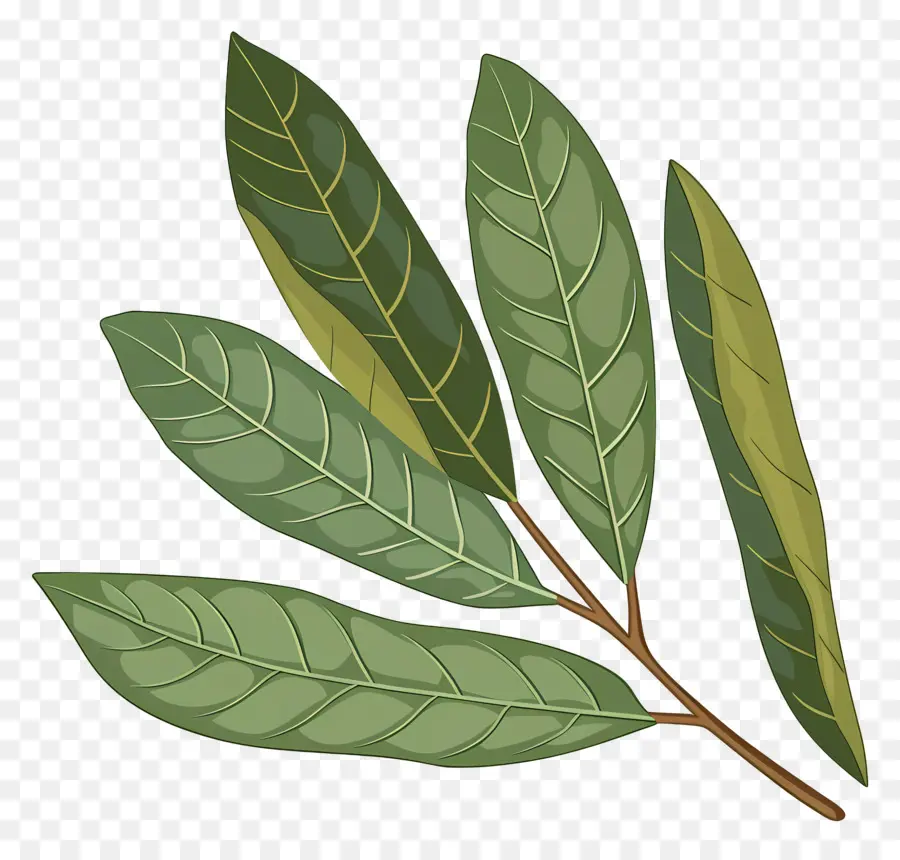 Hoja De Laurel Cereza，Hojas PNG