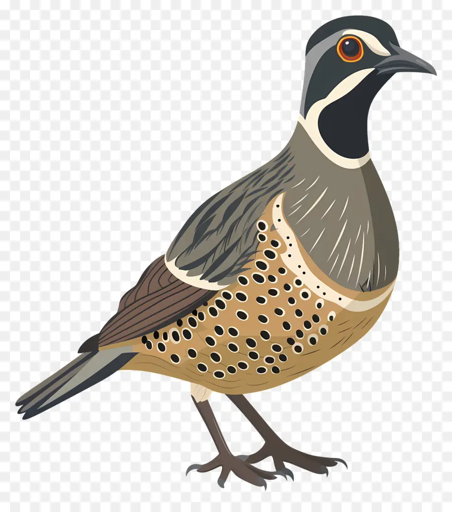 Codorniz，Codorniz De Bobwhite PNG