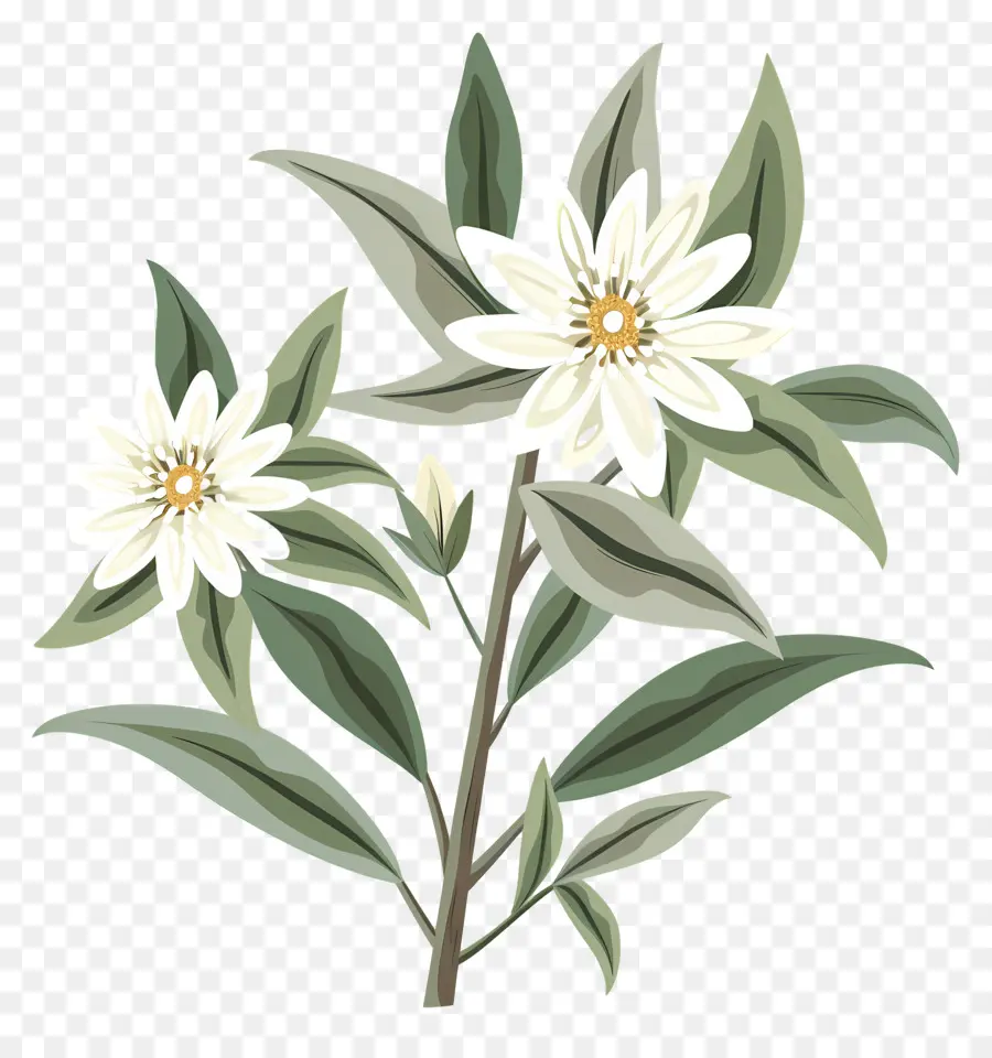 Edelweiss，Flor Blanca PNG