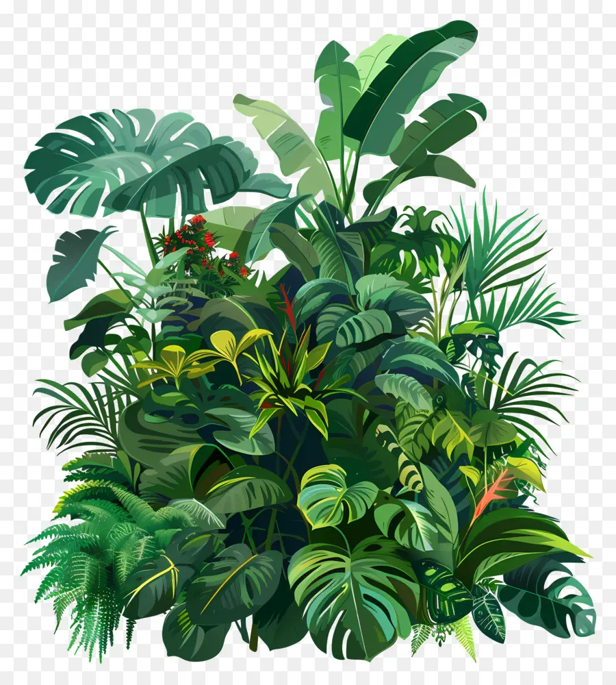 Plantas Exuberantes，La Selva Tropical PNG