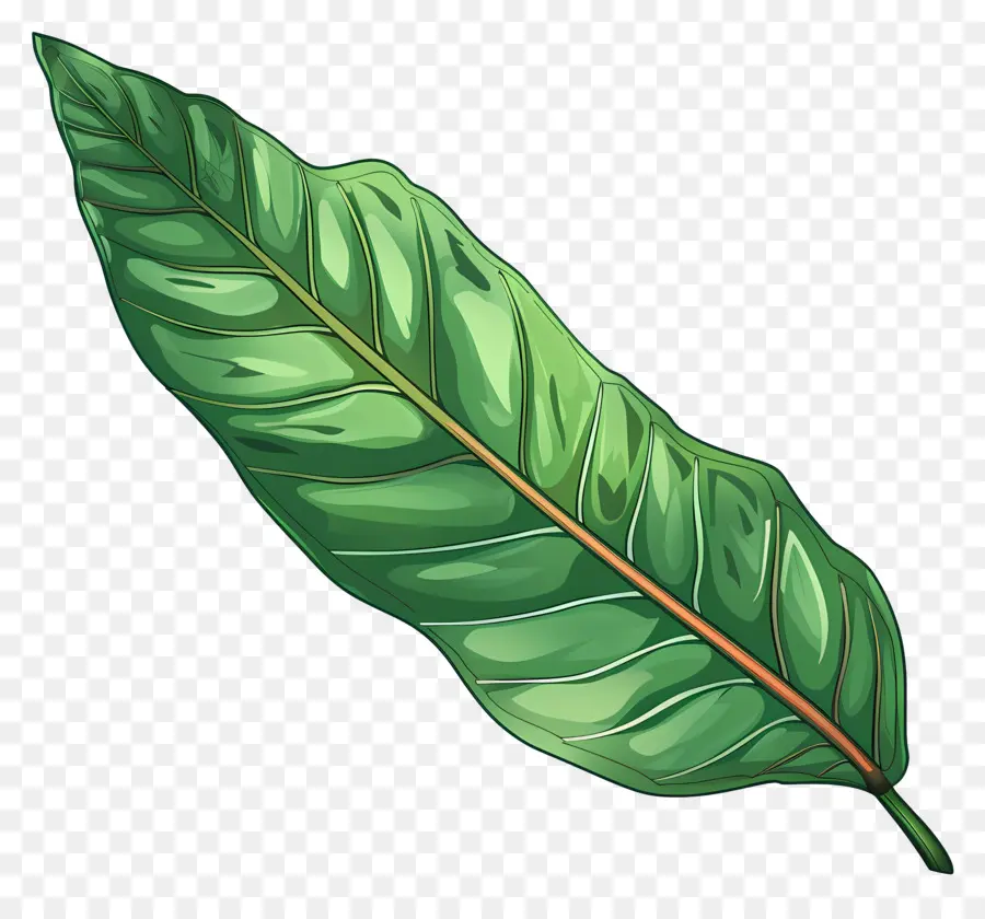 Hoja De Laurel Cereza，Hoja Verde PNG