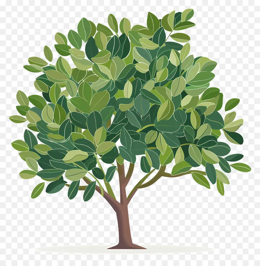 árbol De Laurel De La Bahía，árbol Verde PNG