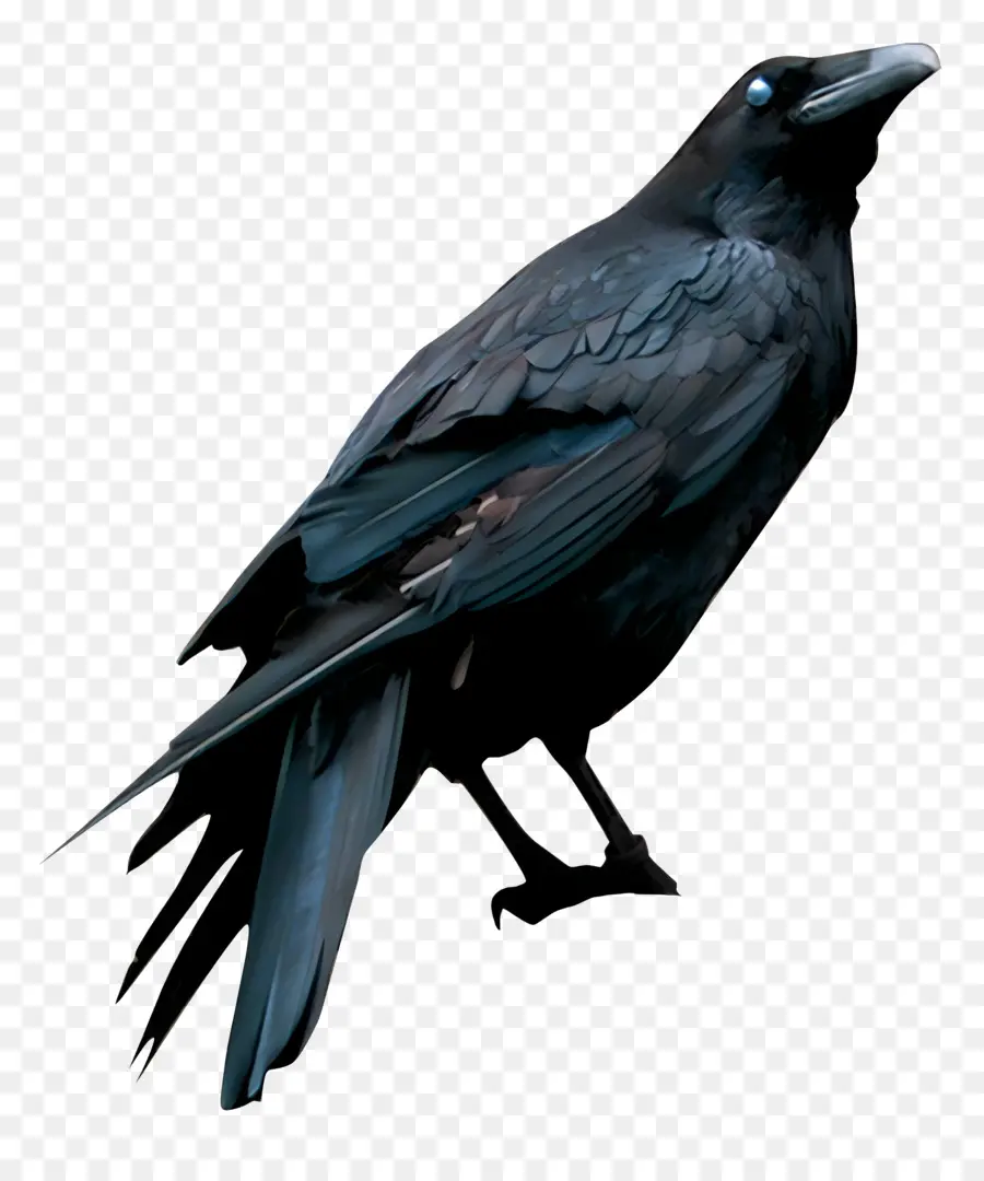 Logotipo De Ravens，Pájaro Negro PNG