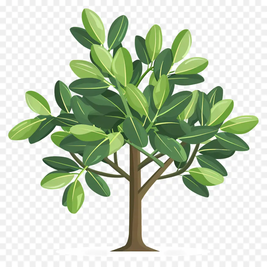 árbol De Laurel De La Bahía，Árbol PNG