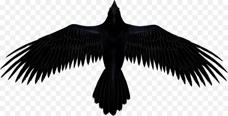Logotipo De Ravens，Pájaro Negro PNG