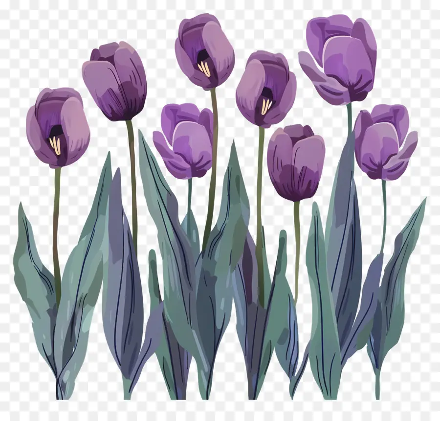 Los Tulipanes Púrpura，Flores PNG