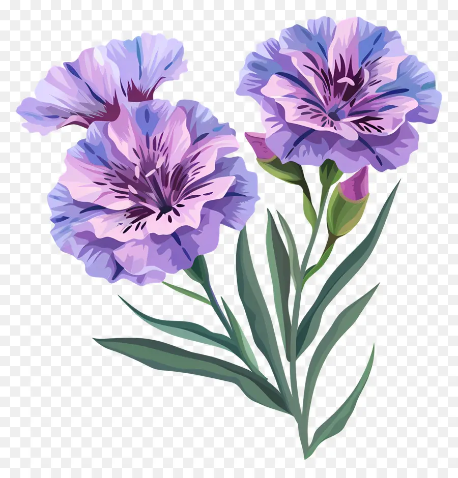 Dianthus Flor，Flores De Color Azul PNG