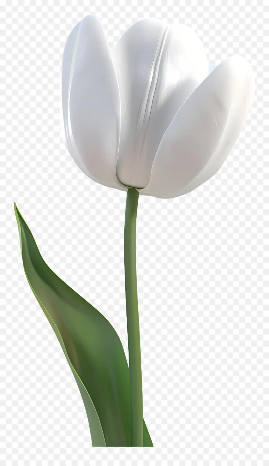 Tulipán Blanco，Flor Flor PNG
