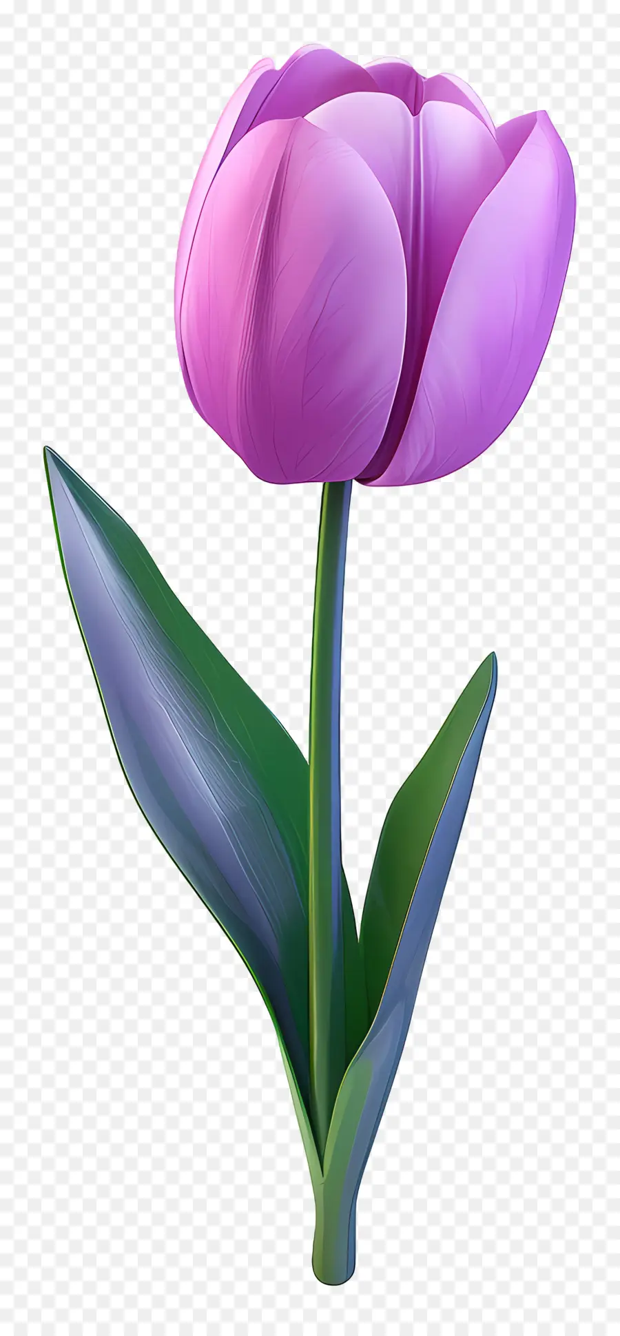 Violeta Tulipán，Flor PNG