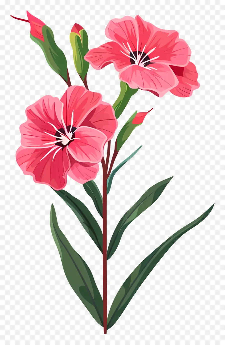 Dianthus Flor，Flor Rosa PNG