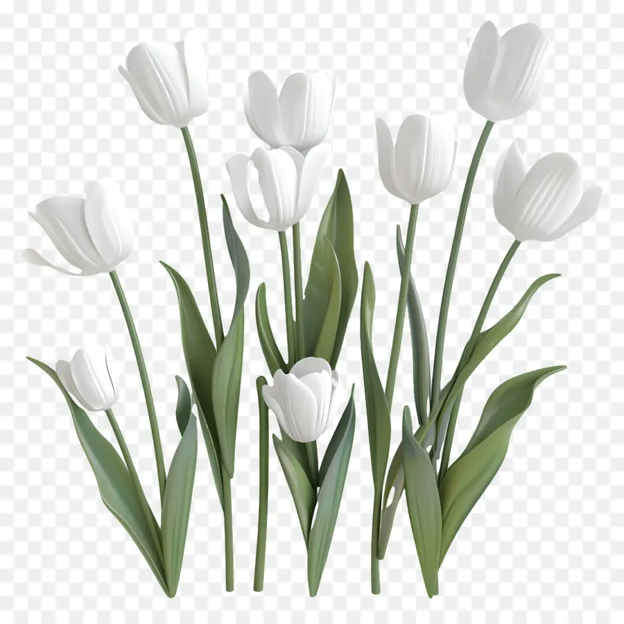 Tulipanes Blancos，Ramo PNG