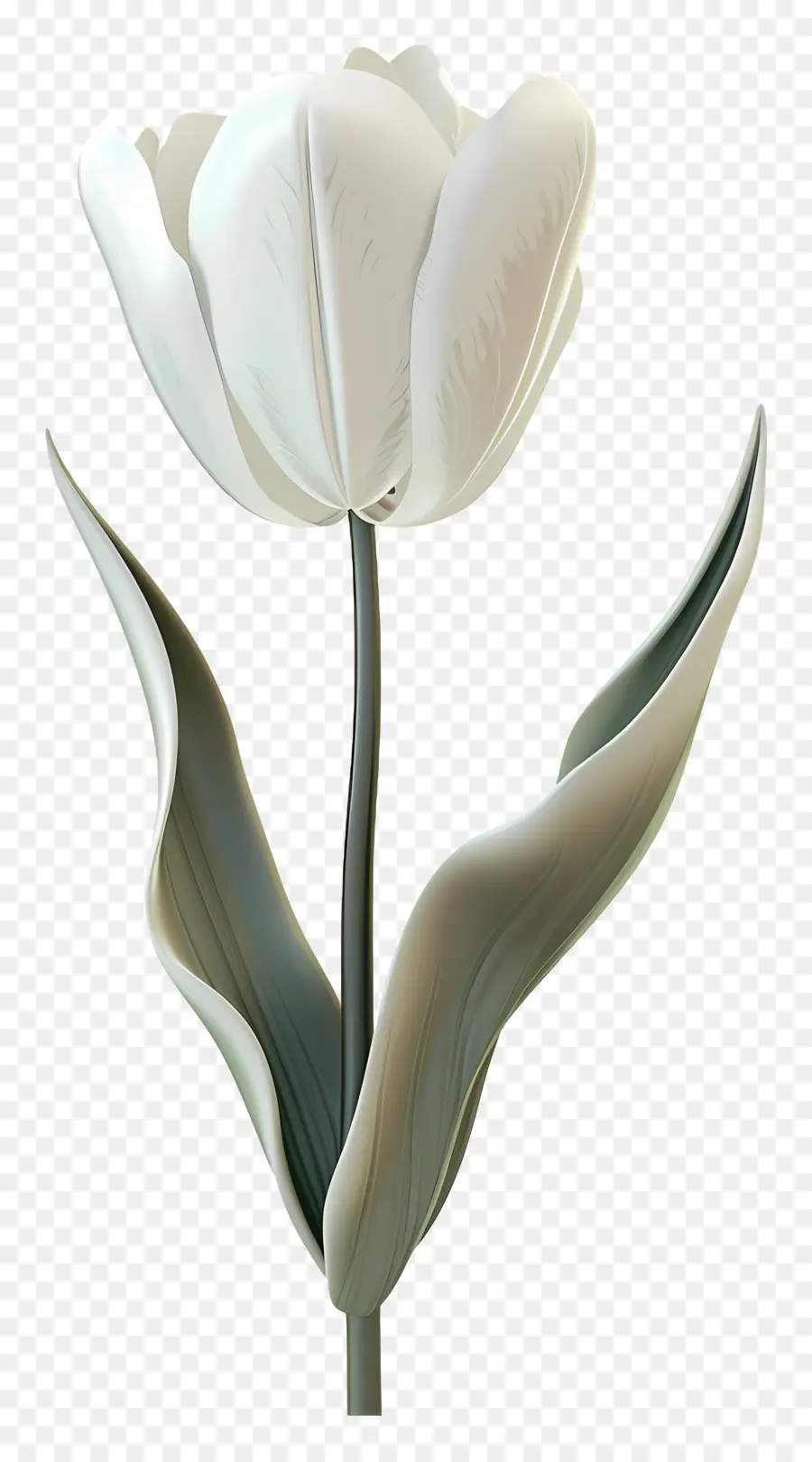 Tulipán Blanco，Flor PNG