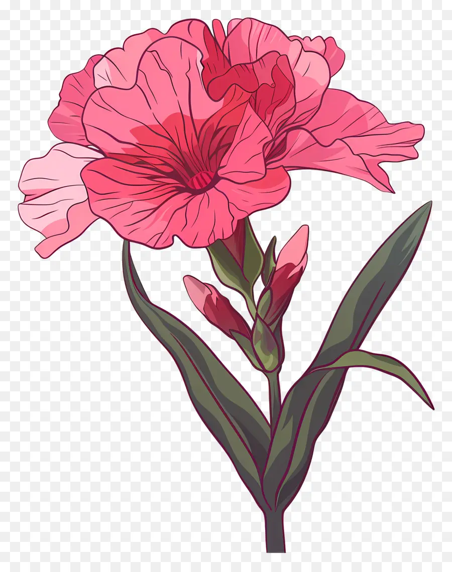 Dianthus Flor，Flor Rosa PNG