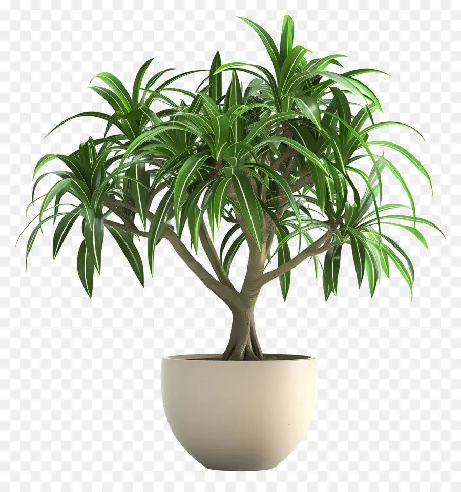 Dracaena，Las Plantas De Interior PNG