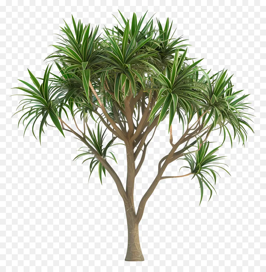 Árbol De Serpiente，Árbol De Dracaena PNG