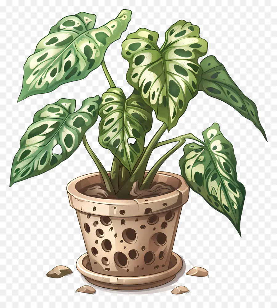 Queso Suizo Planta，Planta En Maceta PNG