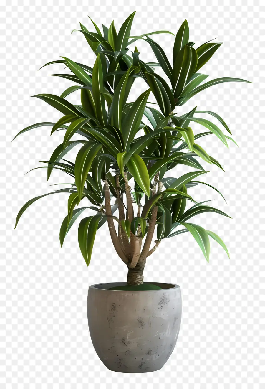 Árbol De Serpiente，Planta En Maceta PNG