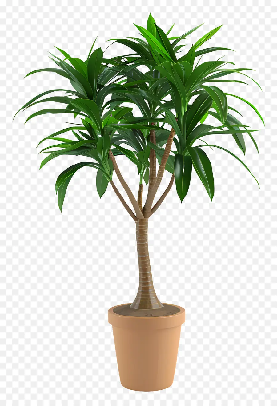 Dracaena，Planta En Maceta PNG