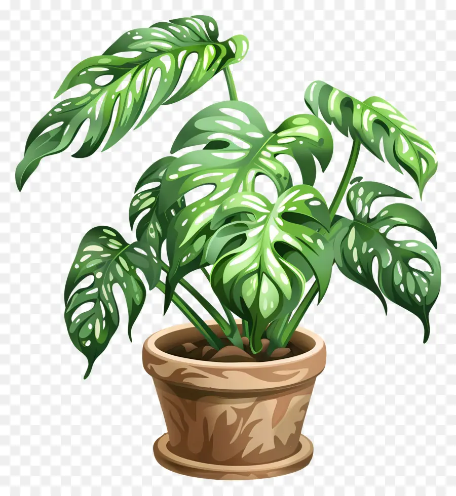 Queso Suizo Planta，Planta En Maceta PNG