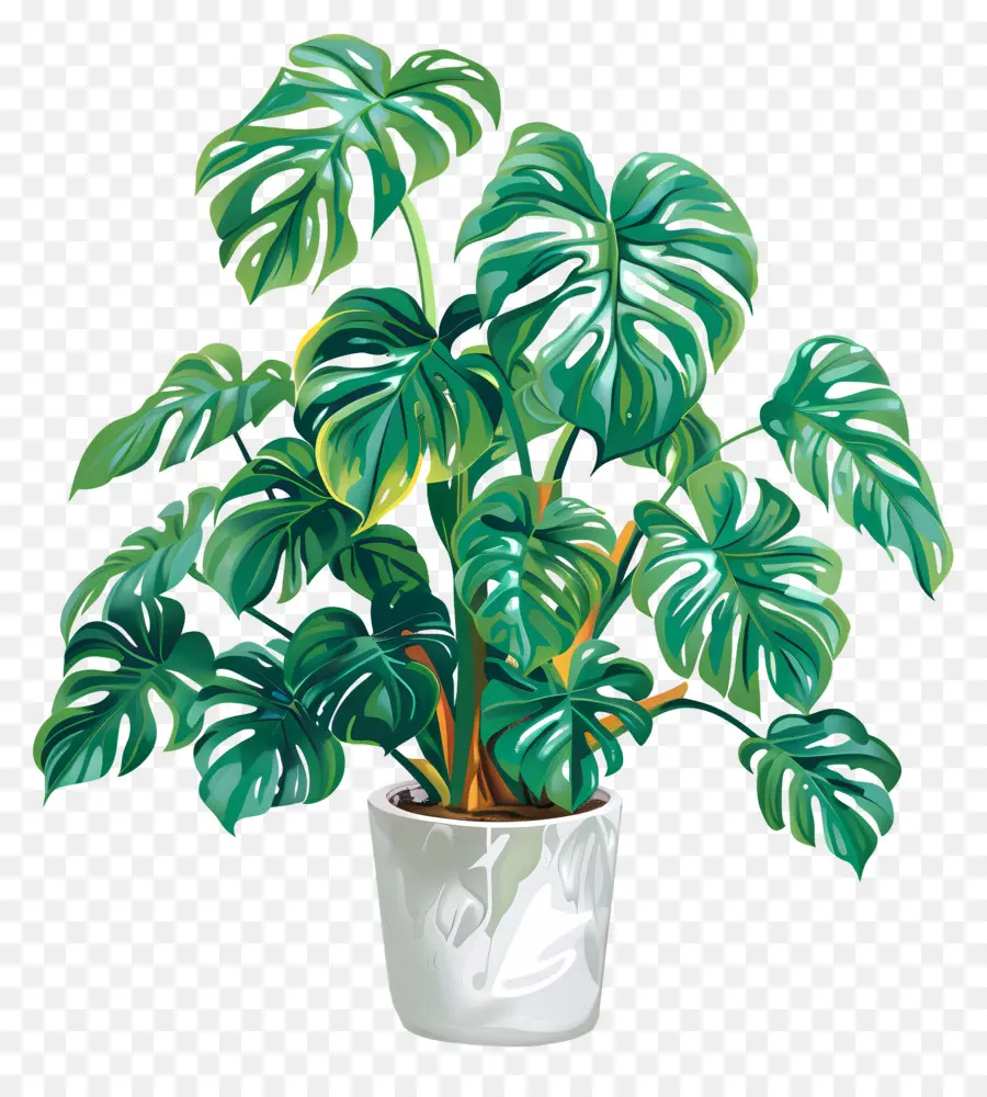 Queso Suizo Planta，Monstera Deliciosa PNG