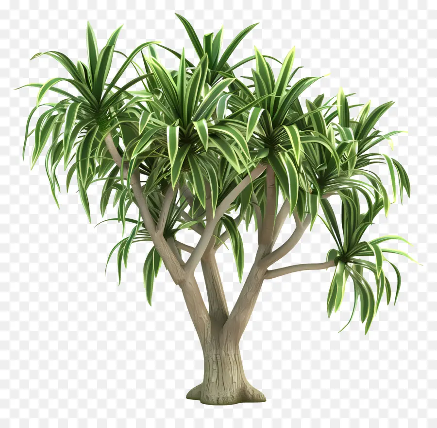 Dracaena，árbol Verde PNG