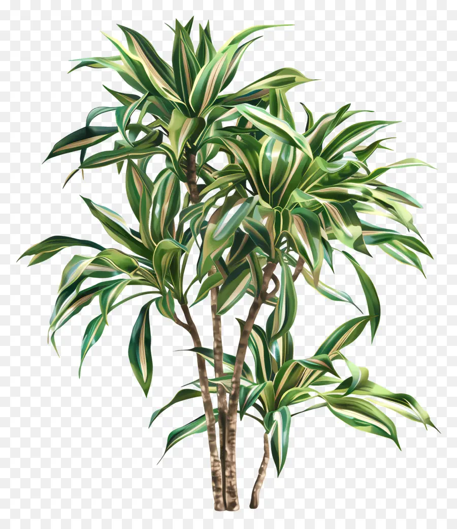 Dracaena，Planta Verde PNG