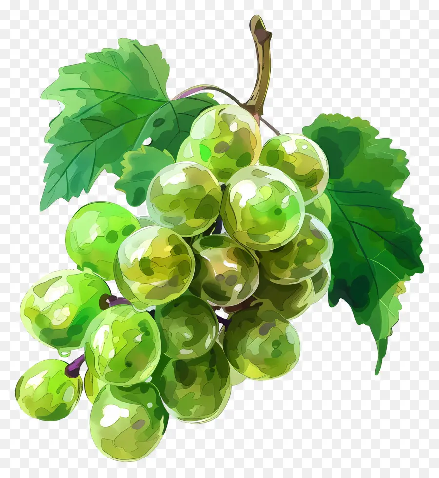 Uvas Verdes，Vid PNG