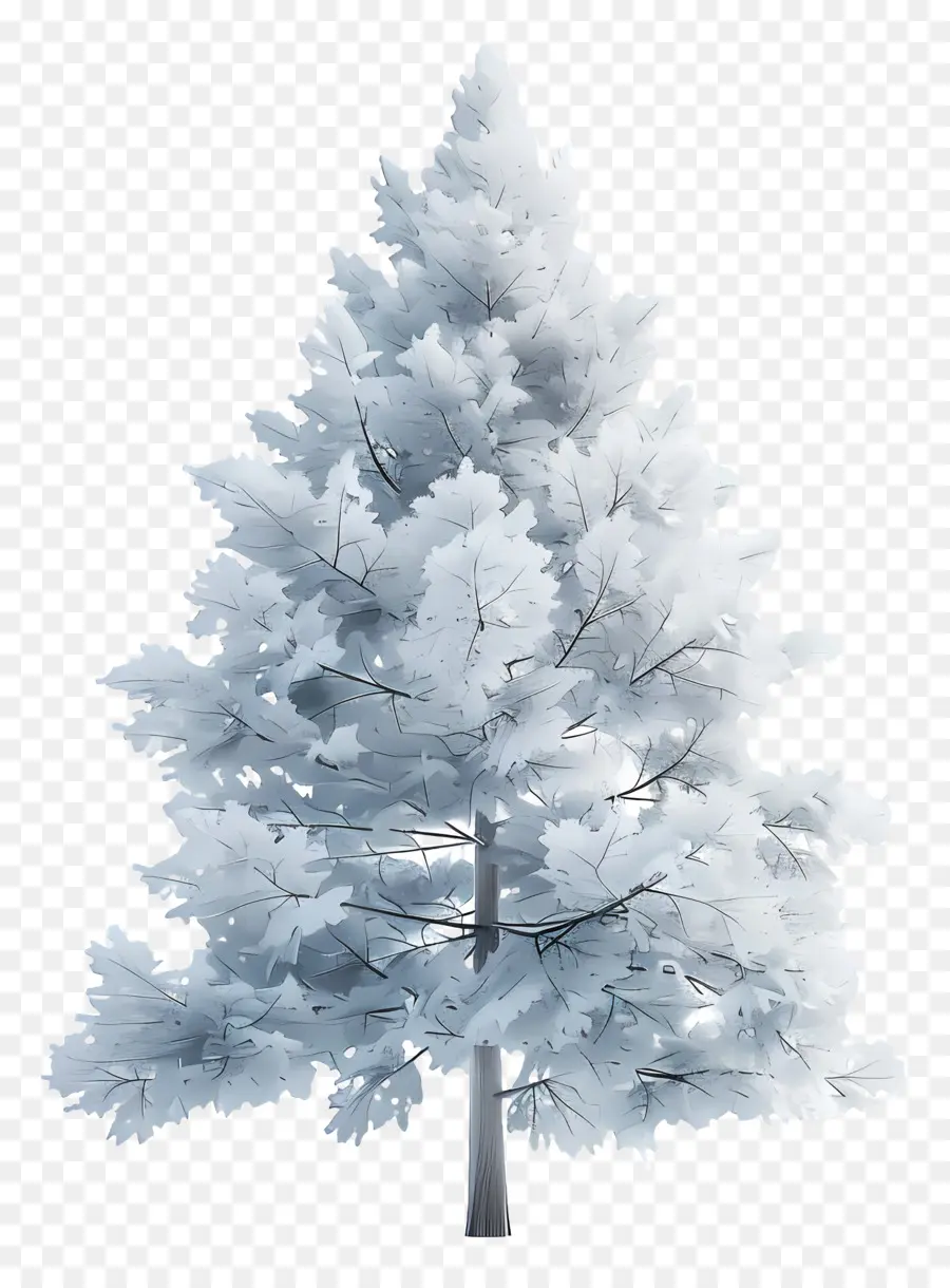 Pino Blanco，Árbol Cubierto De Nieve PNG