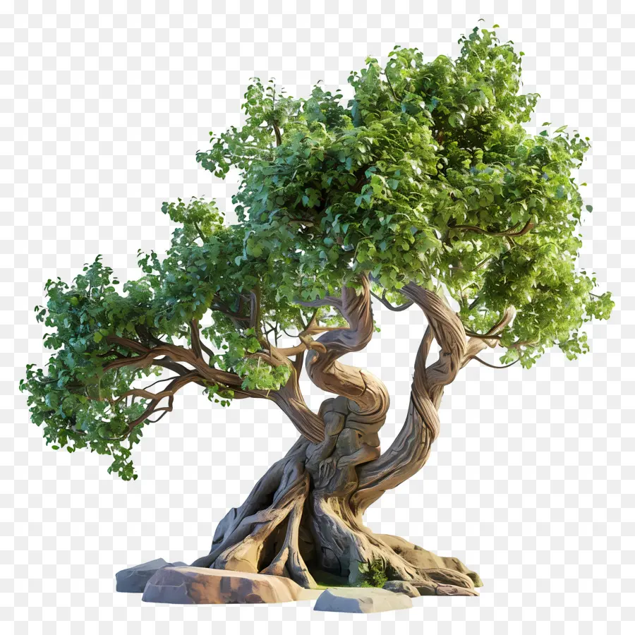 árbol De Roble，árbol De Los Bonsais PNG