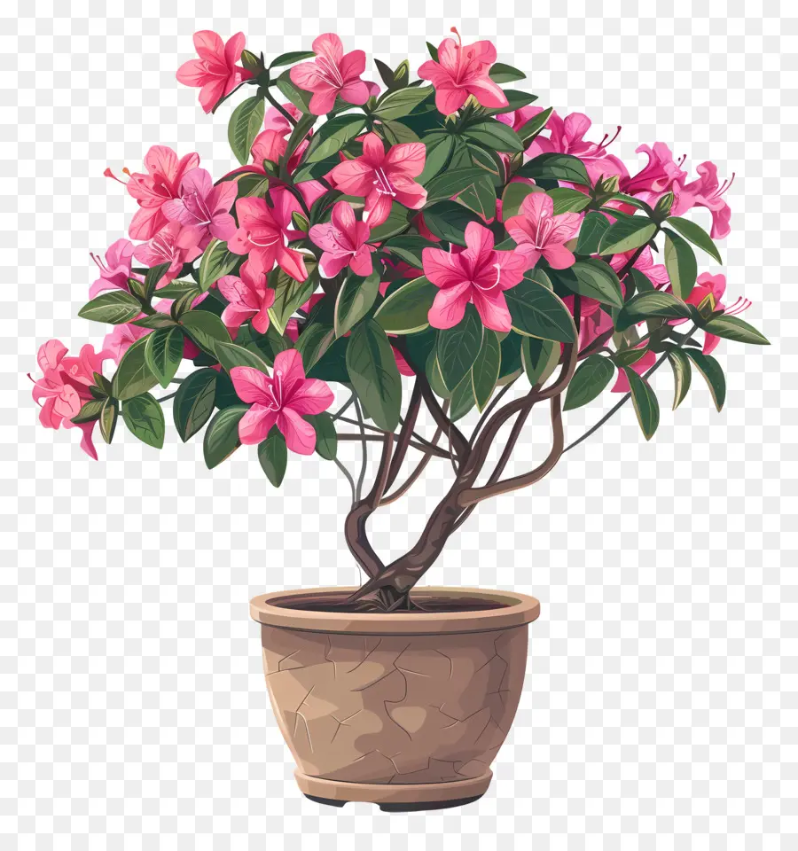 Planta De Azalea，Flores De Color Rosa PNG