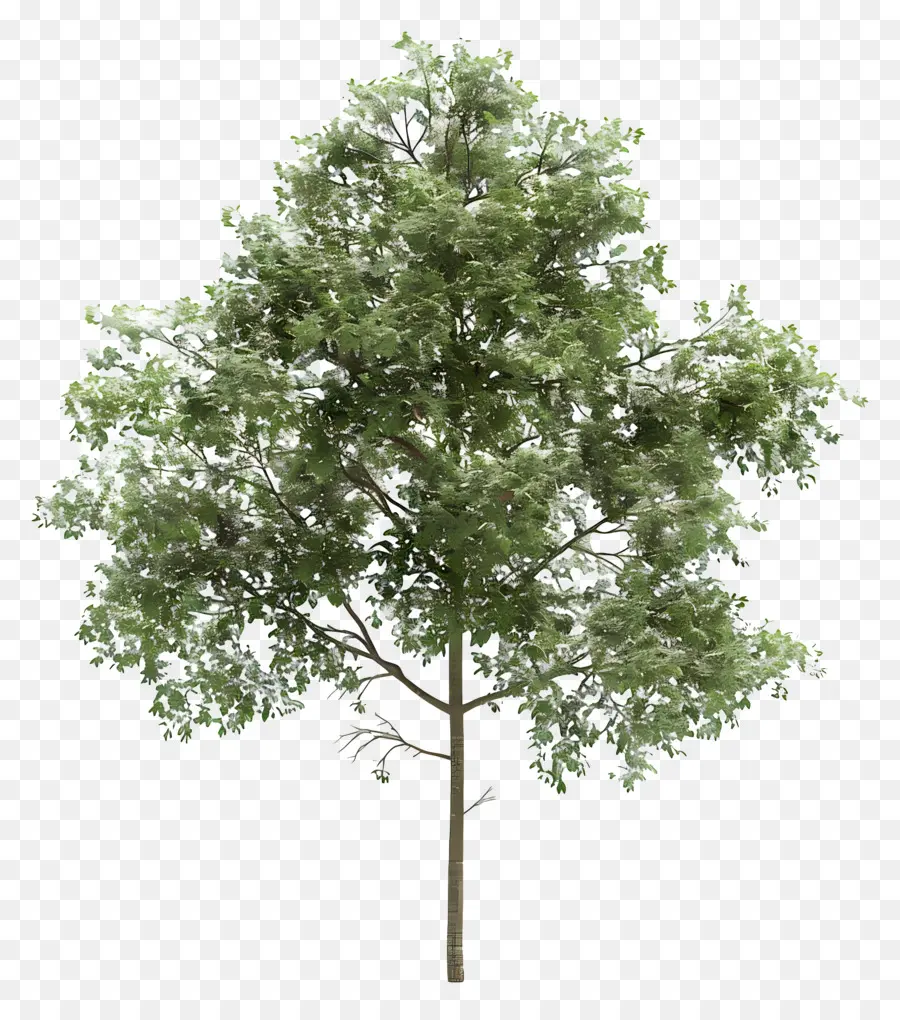 Olmo，Árbol PNG