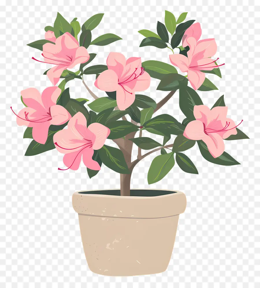 Planta De Azalea，Planta En Maceta PNG