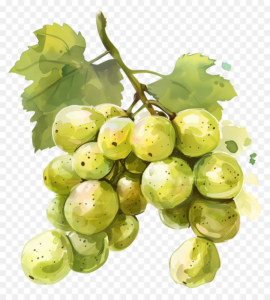 Uvas Verdes，Fresco PNG