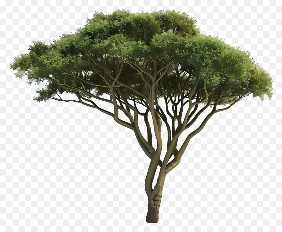 árbol De Acacia，Exuberante árbol Verde PNG