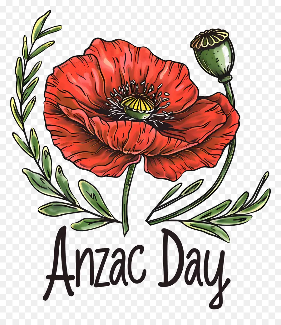 Día De Anzac，Amapola Roja PNG