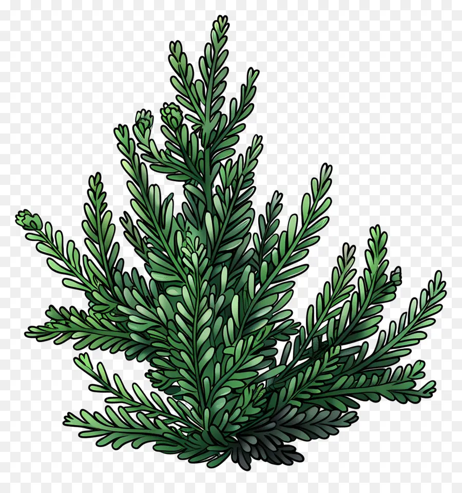 Hornwort，árbol De Pino PNG