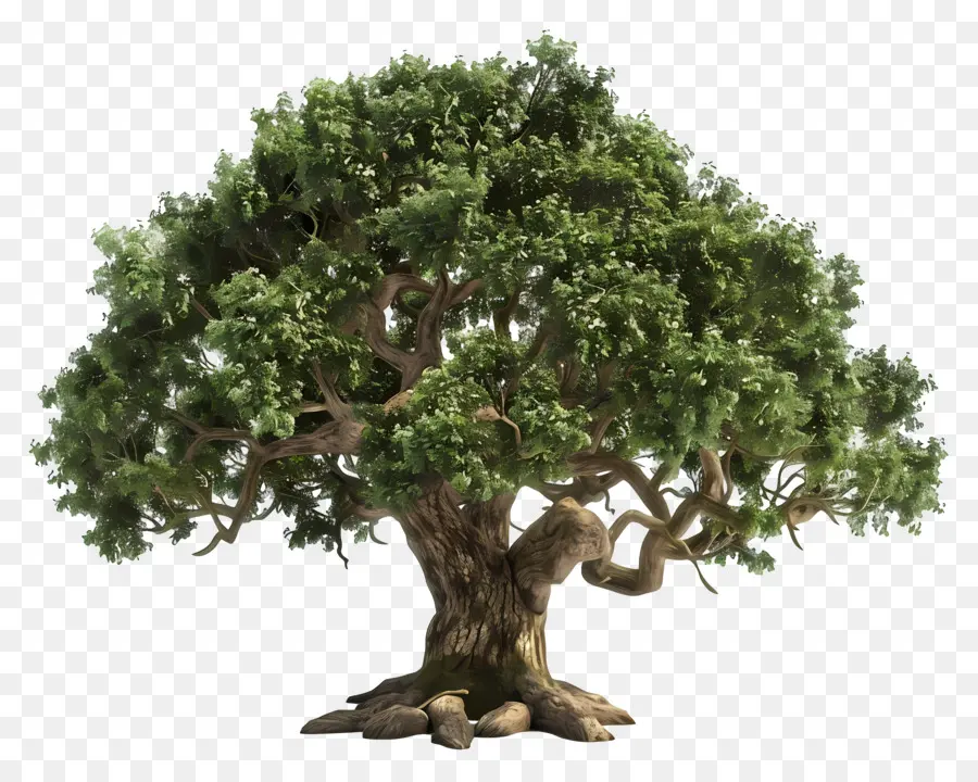 árbol De Roble，árbol De Gran Tamaño PNG