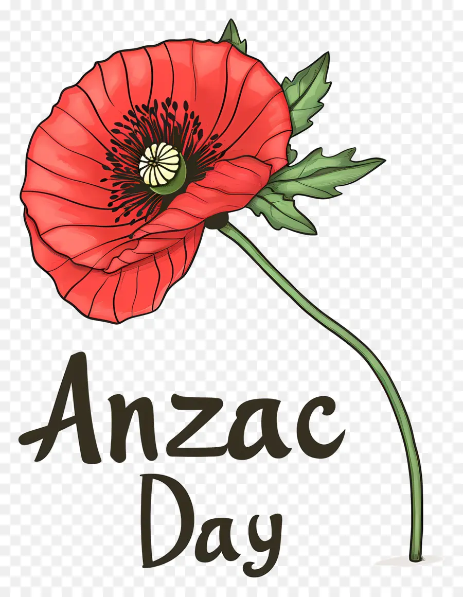 Día De Anzac，Amapola Roja PNG