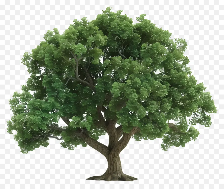 árbol De Roble，Árbol PNG