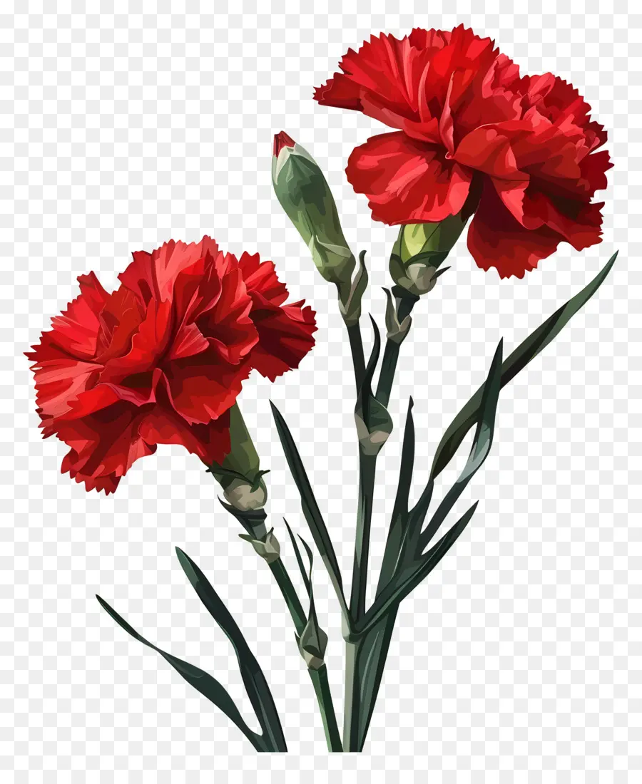 Clavel，Claveles Rojos PNG