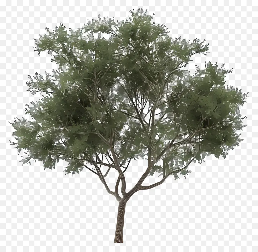 Olmo，Árbol PNG