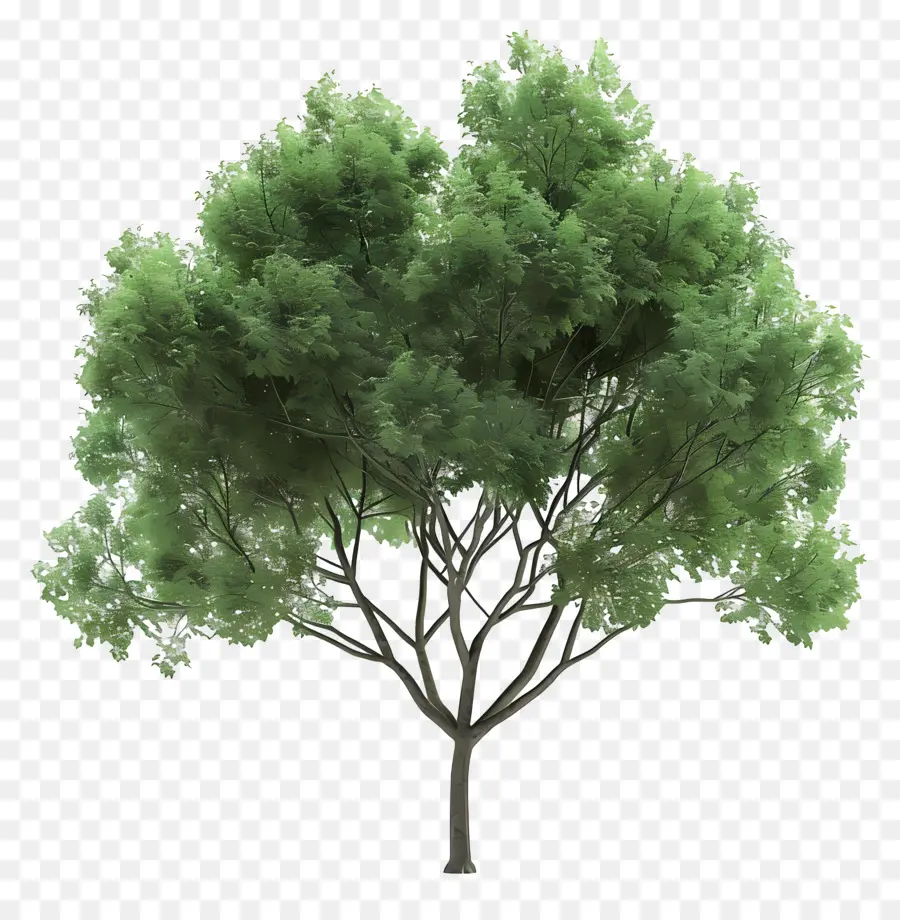 Olmo，3d árbol PNG