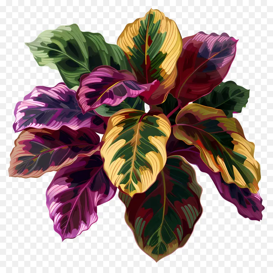 Planta De Calatea，Planta Multicolor PNG