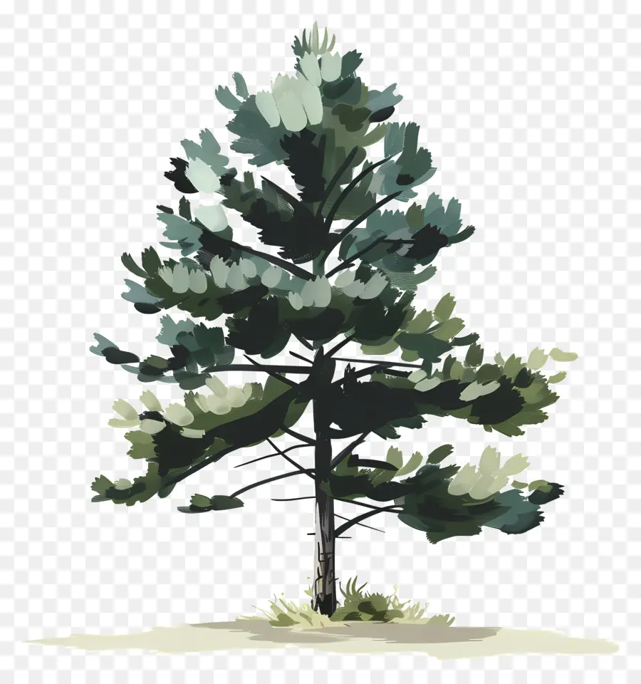 árbol De Pino，árbol Verde PNG