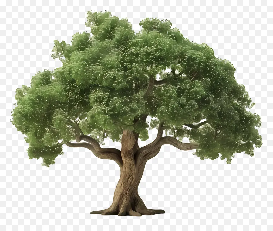 árbol De Roble，árbol Verde PNG