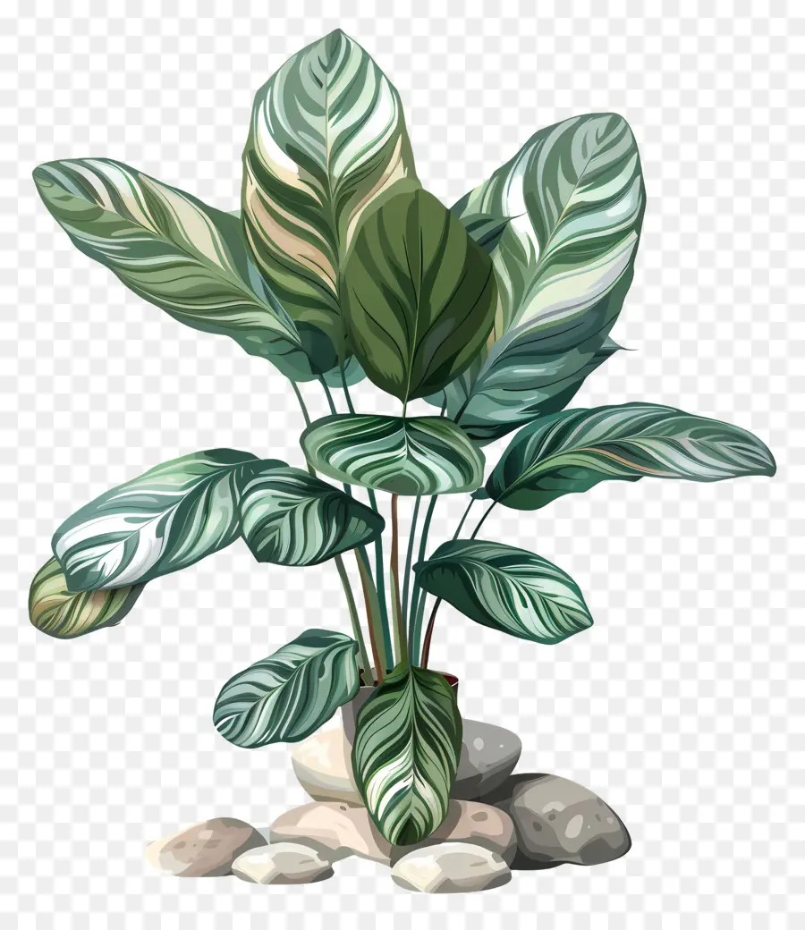 Planta De Calatea，Planta Verde PNG