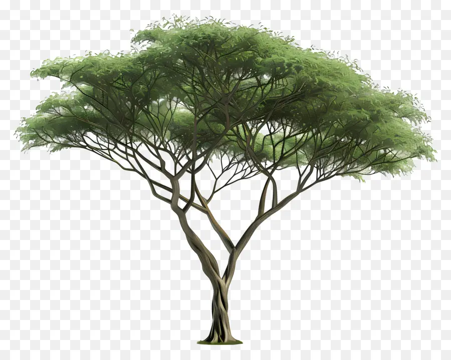 árbol De Acacia，Árbol PNG