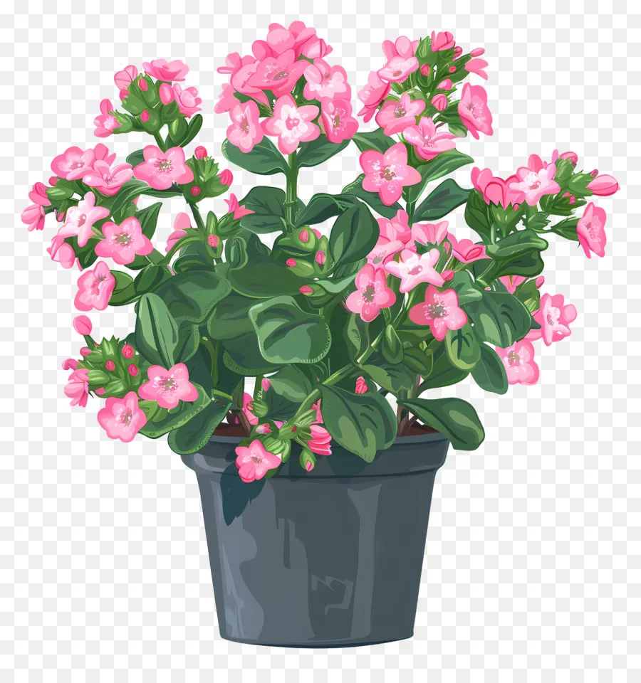 Planta De Kalanchoe，Plantas De Floración Rosa PNG