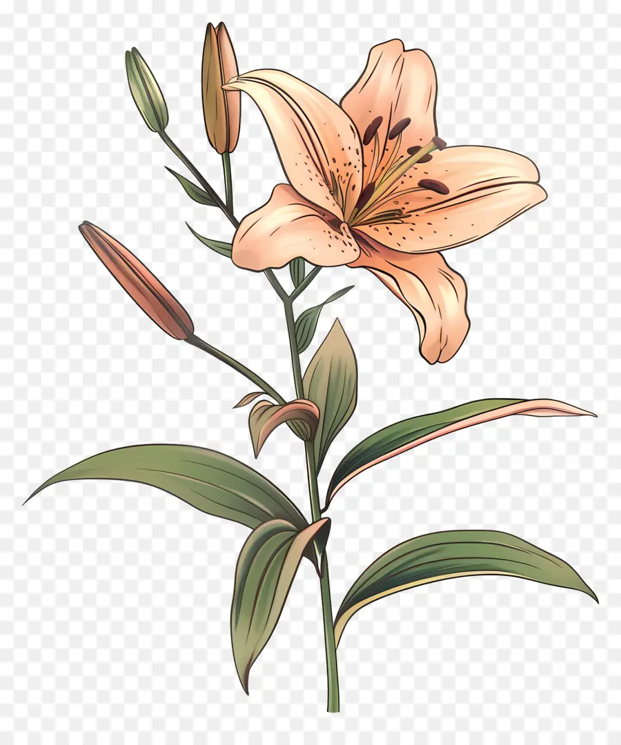 Lily，Rosa Lirio PNG